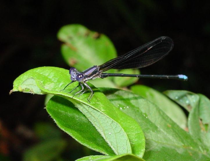 File:Argia fumipennis.jpg