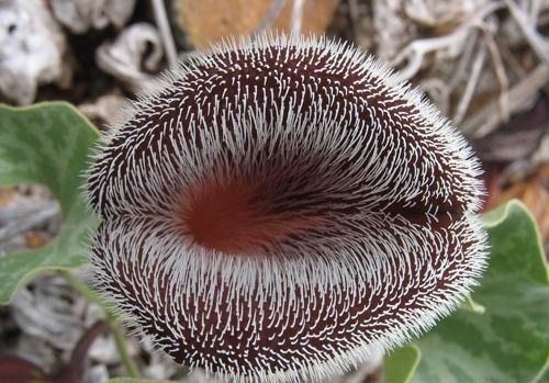 File:Aristolochia chilensis 2.jpg