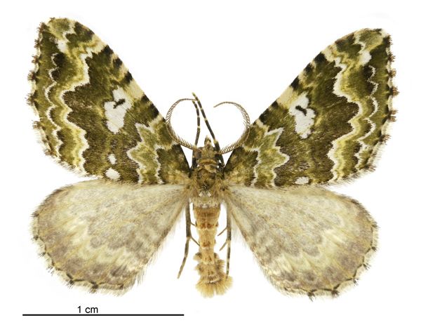 File:Asaphodes beata male.jpg