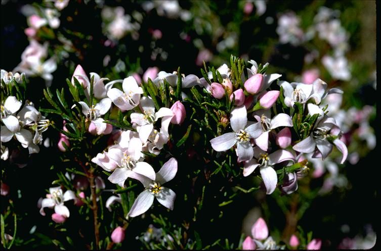 File:Boronia citriodora foliage and flowers.jpg