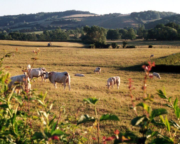 File:Bourgogne-charolais-cattle.jpg