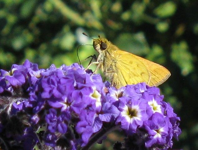 File:Common hottentot skipper Hesperiidae Gegenes niso 3184s.jpg