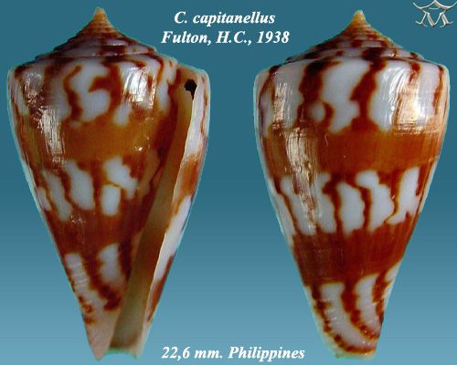 File:Conus capitanellus 1.jpg