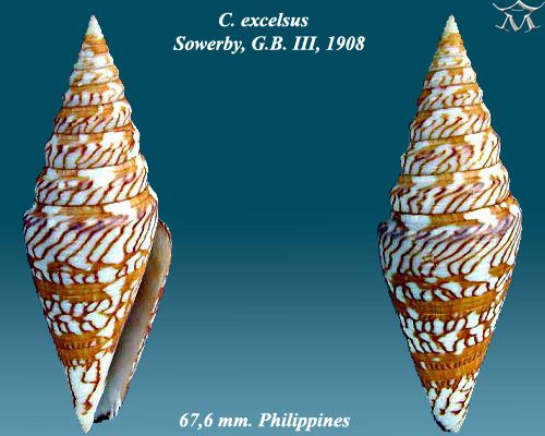 File:Conus excelsus 2.jpg