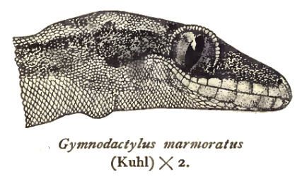 File:CyrtodactylusMarmoratus.jpg