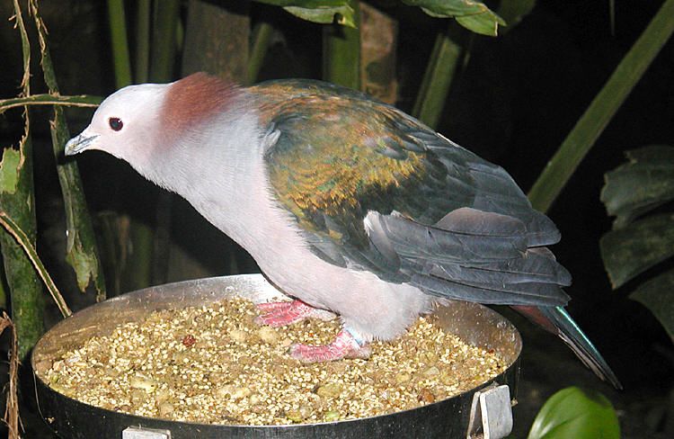 File:Imperial.pigeon.750pix.jpg