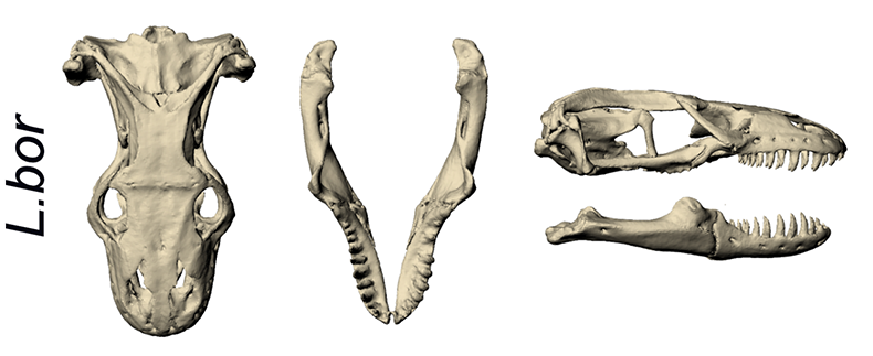 File:Lanthanotus skulls (cropped).png