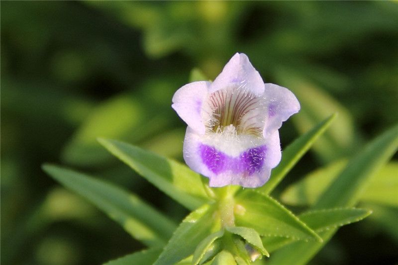 File:Limnophila heterophylla - flower view 01.jpg