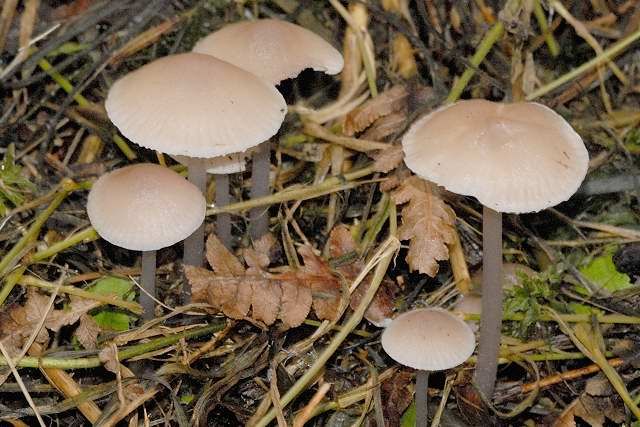 File:Mycena spec. - Lindsey 16a.jpg