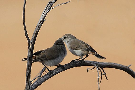 File:Pair of Chestnut-rumped Thornbills.jpg