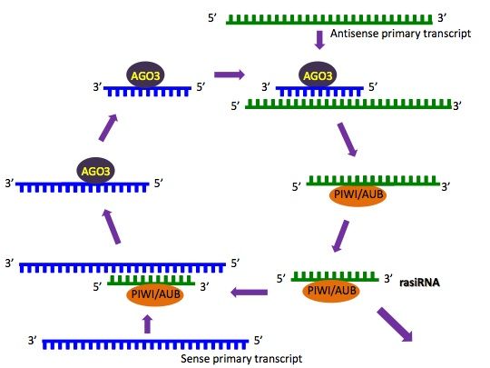 File:RasiRNA biogen.jpg