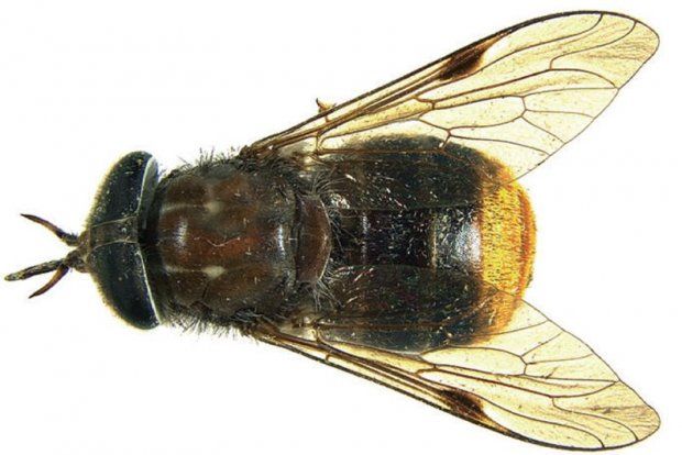 File:Scaptia Beyonceae.jpg