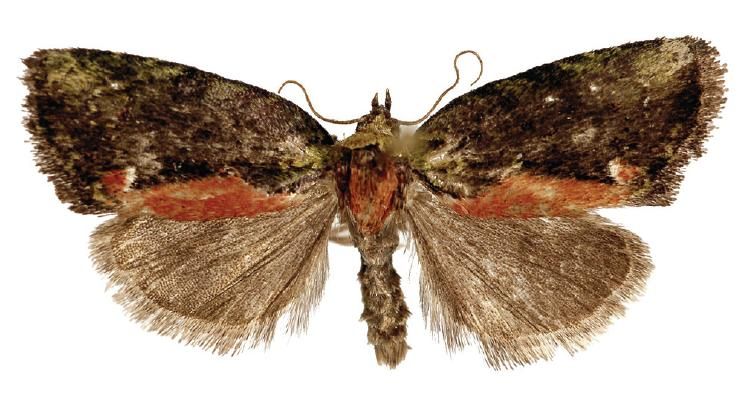 File:Stenoloba viridicollar male.JPG