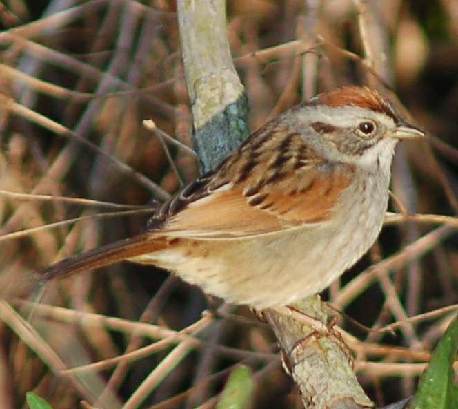 File:Swamp Sparrow.jpg