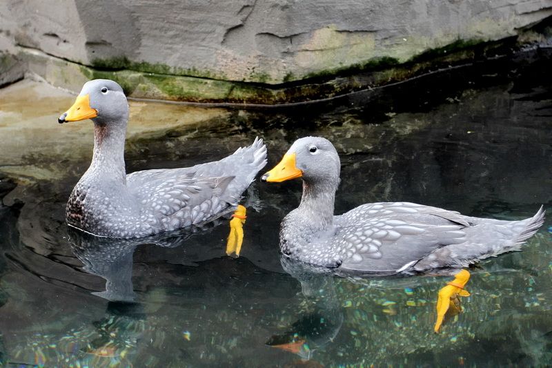 File:Tachyeres pteneres Hamburg zoo 24.10.2012.jpg