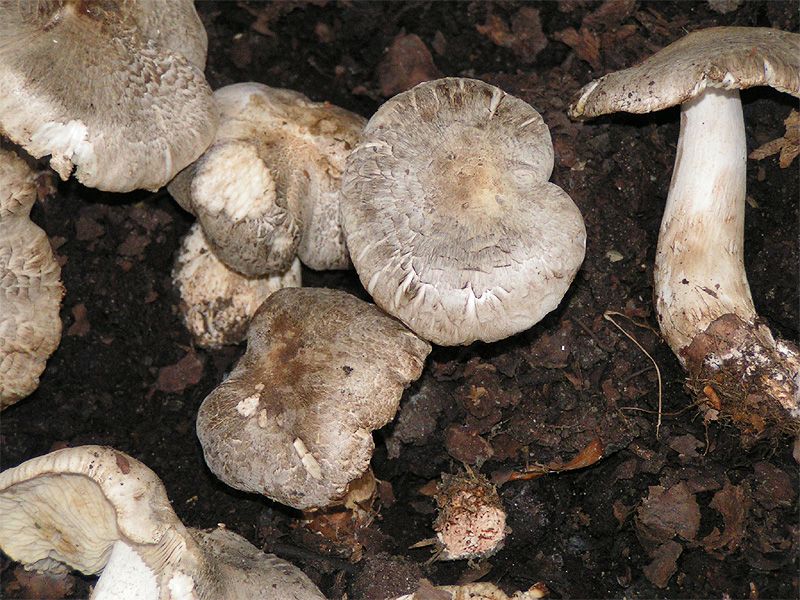 File:Tricholoma filamentosum 01.jpg