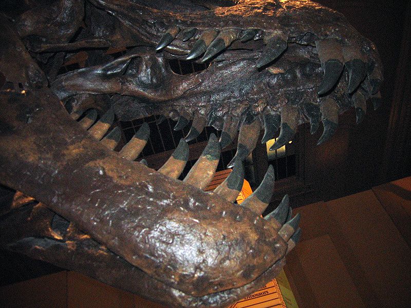 File:Tyrannosaurus (jaws).jpg