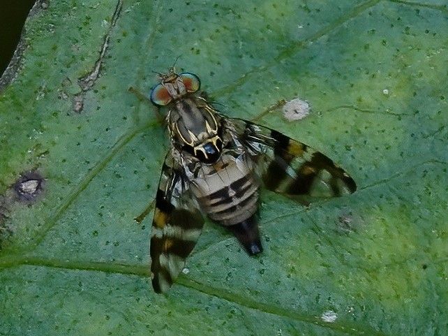 File:Acroceratitis plumosa.jpg