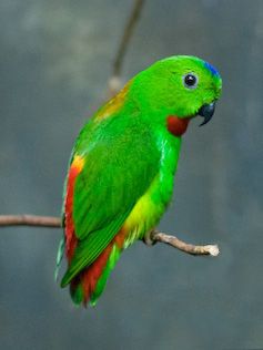 File:Blue-crowned Hanging Parrot (Loriculus galgulus) 4c.jpg