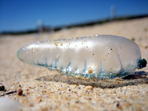 File:Bluebottle macro.jpg