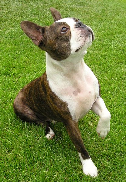 File:BostonTerrierBegging wb.jpg