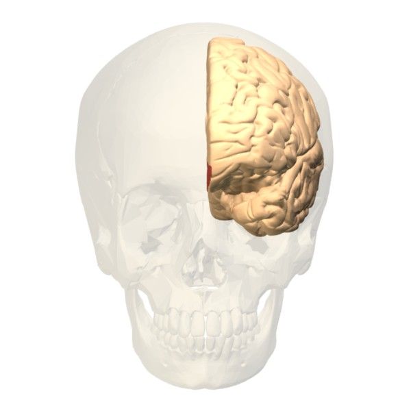 File:Brodmann area 12 frontal.jpg