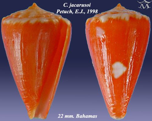 File:Conus jacarusoi 2.jpg