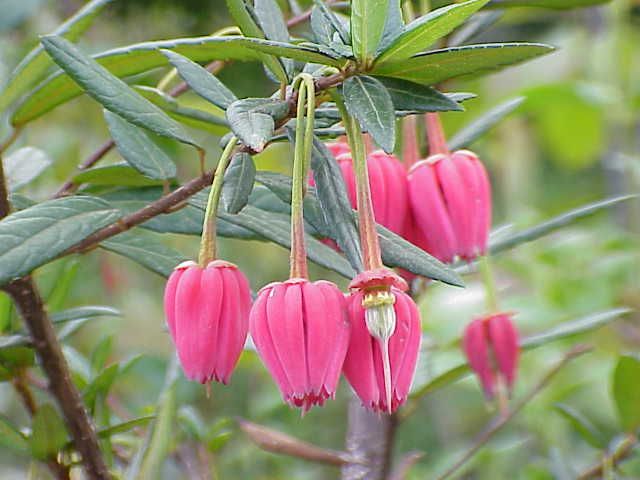 File:Crinodendron hookerianum1.jpg