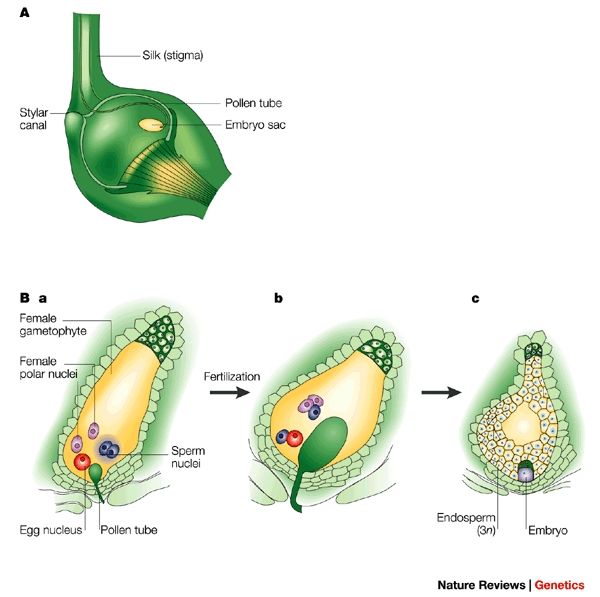 File:Double Fertilization.jpg