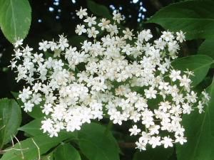 Elderflowers