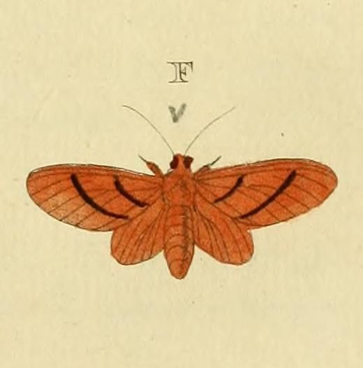 File:Eupseudosoma bifasciata.jpg