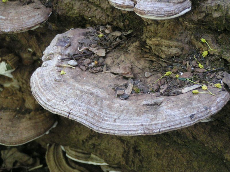 File:Ganoderma applanatum02.jpg