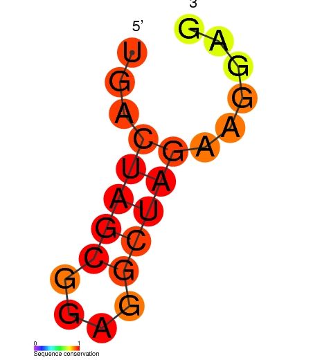 File:HIV-1 SL3 secondary structure.jpg