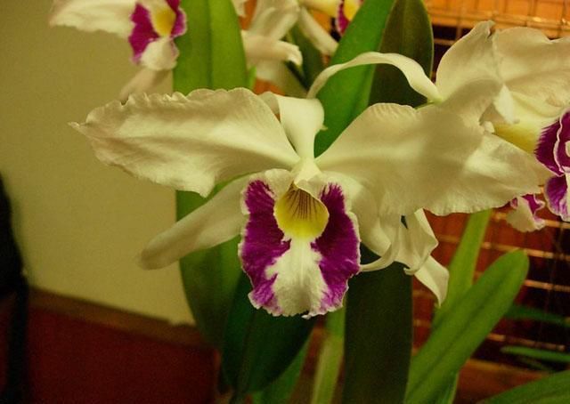 File:Laelia purpurata oculata.JPG