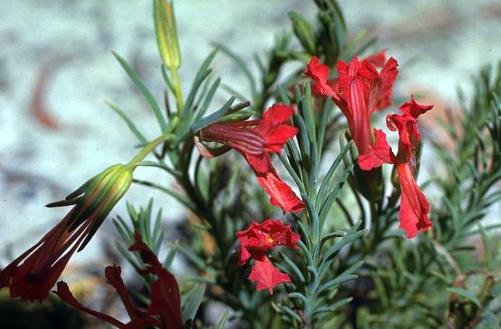 File:Lechenaultia longilobia.jpg