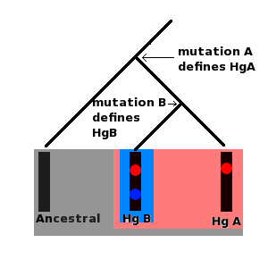 File:Molecular lineage.png