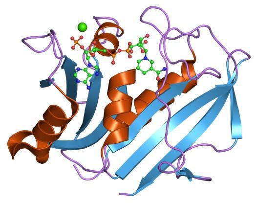 File:PDB 8dfr EBI.jpg