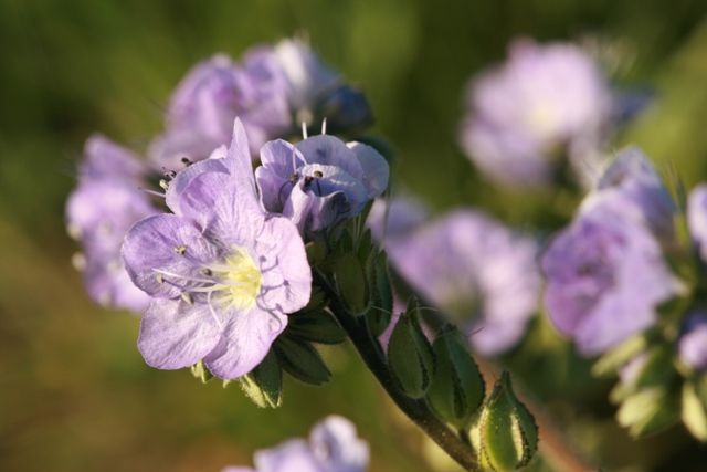 File:Phacelia ciliata BLM-1.jpg