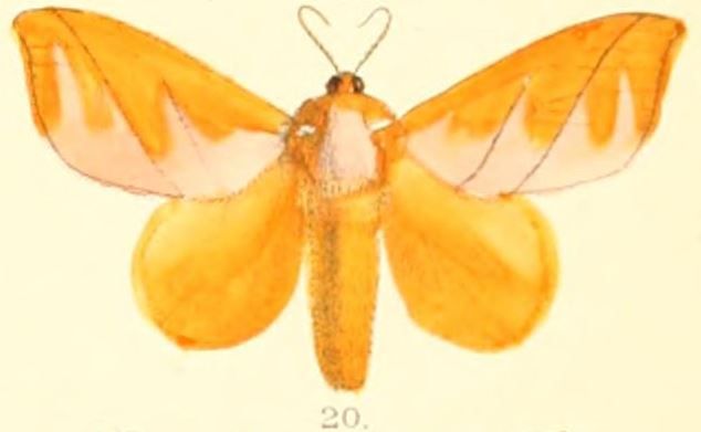 File:Pl.03-20-Mahanta quadrilinea Moore, 1879.JPG