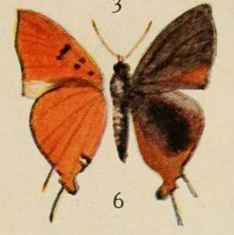 File:Pl.12-06-Aphnaeus chapini (Holland, 1920).JPG