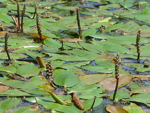 File:Potamogeton natans The Lakes NRA.jpg