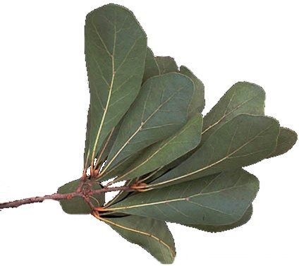 File:Quercus nigra.jpg