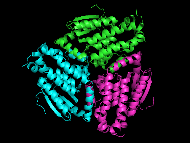 File:Trimer Disk of Enoyl-CoA Isomerase in Yeast.png