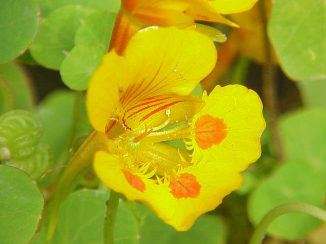 File:Tropaeolum minus2.jpg