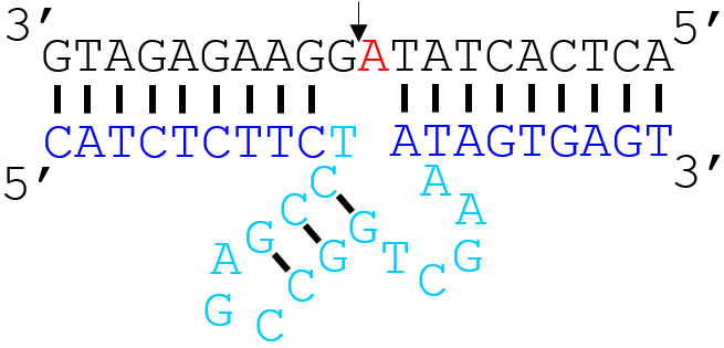 File:17E (Pb2+-selective) DNAzyme.png