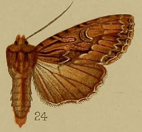 File:24-Anytus lencocyma=Blepharita leucocyma (Hampson 1907).JPG