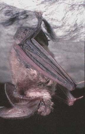 File:Big-Eared bat.jpg