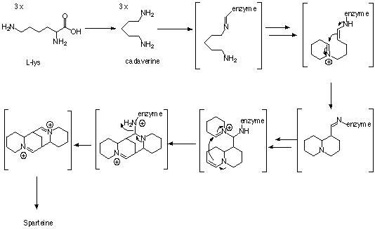 File:BiosynthesisSparteine2.png