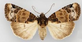 File:Bryolymnia biformata female.JPG