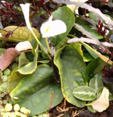 File:Callopsis volkensii HabitusInflorescence BotGardBln0906a.jpg